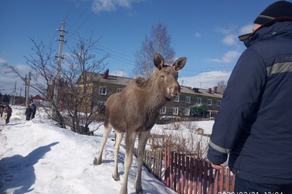 Лосёнка, вышедшего на территорию Максаковки, поселят в этнопарке в селе Ыб