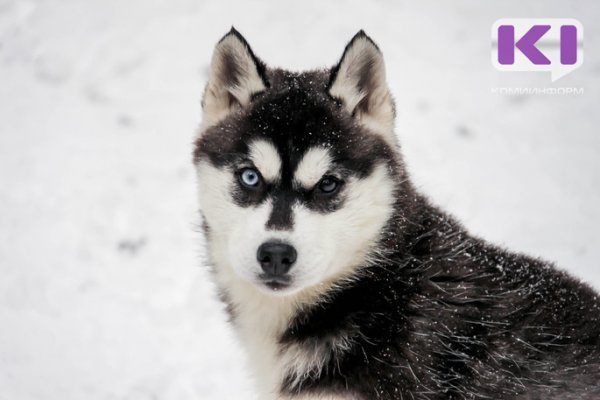 Ученые рассказали об опасности коронавируса для животных