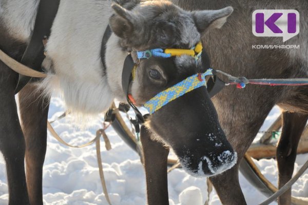 Туристов призвали не посещать стойбища оленеводов под Воркутой