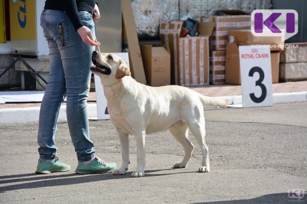 Ученые допустили снижение риска заражения коронавирусом у собаководов

