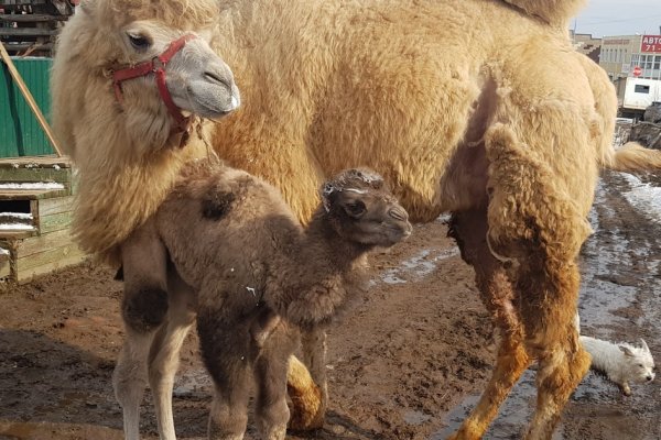 В Сыктывкаре родился верблюжонок