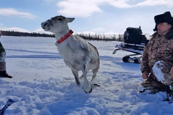 Важенка Снегурочка поможет Всемирному фонду дикой природы и Группе Mondi спасти популяцию диких северных оленей