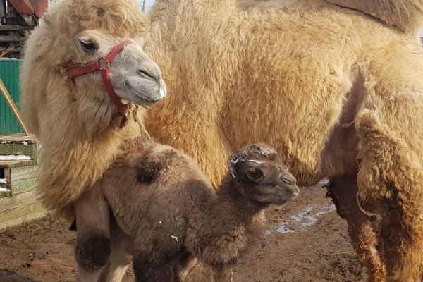 Жители Коми выбрали имя для верблюжонка