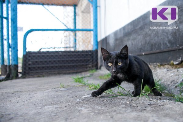 В Инте профессиональные спасатели ловили взбесившуюся кошку