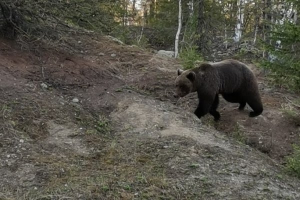 Медведя в Вуктыле взяли на контроль местные власти 