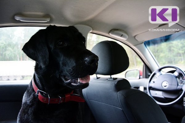 Жители Воркуты просят мэра ввести штрафы для владельцев собак, которые не убирают за своими питомцами