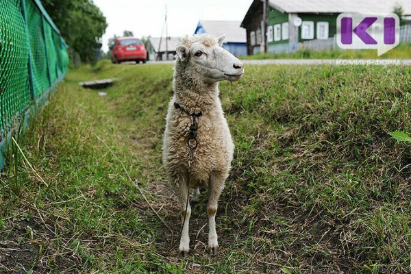 В Коми распределили гранты на развитие семейных ферм

