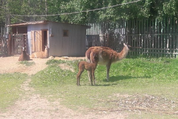 В Сыктывкаре родился детёныш ламы