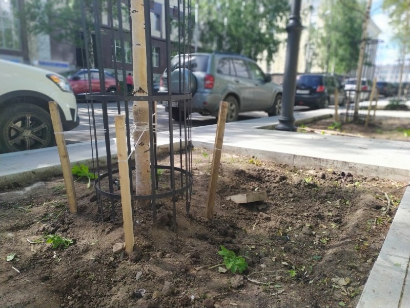 В Сыктывкаре оперативно устранили последствия ураганного ветра, повалившего деревья