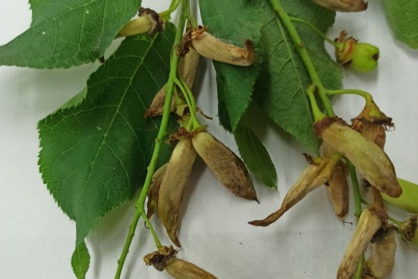 Россельхозцентр рассказал об удивительных стручках на черемухе, которые нельзя употреблять в пищу

