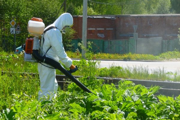 На борьбу с борщевиком в Сыктывкаре будет направлено дополнительно 5 млн рублей из республиканского бюджета