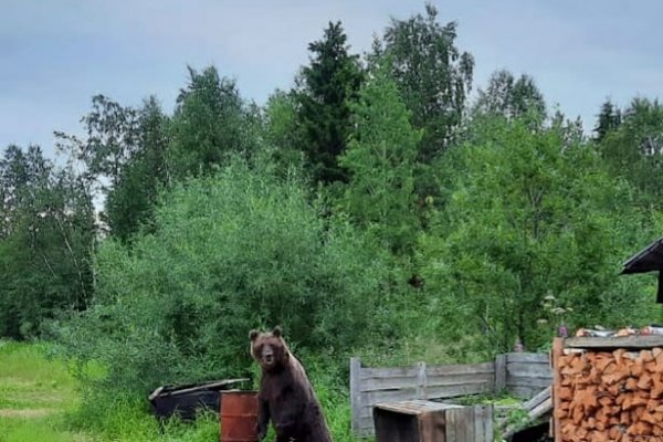 В Каджероме косолапый повалил заборы на своем пути  