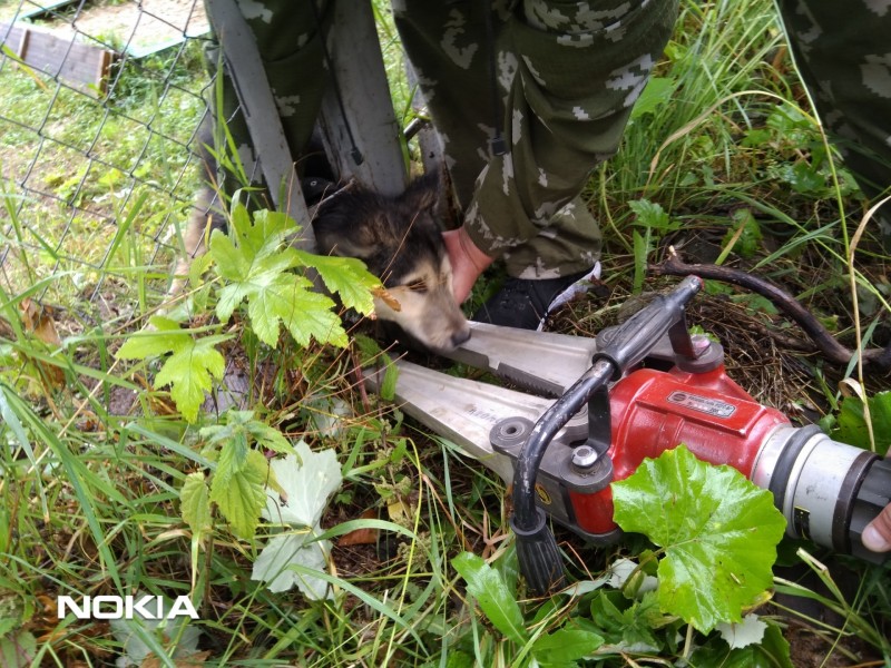 В Коми спасатели оказали помощь застрявшей в заборе собаке