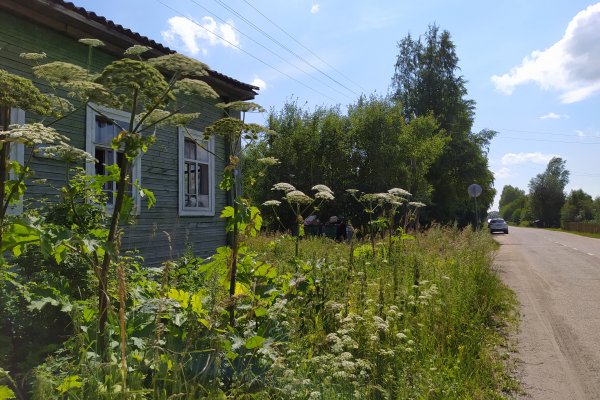В Коми откажутся от химического уничтожения борщевика, чтобы не отравить пчел