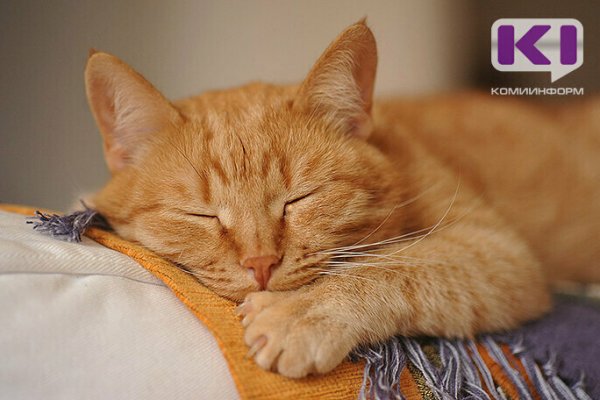 Обязательная маркировка домашних животных начнется с 2021 года

