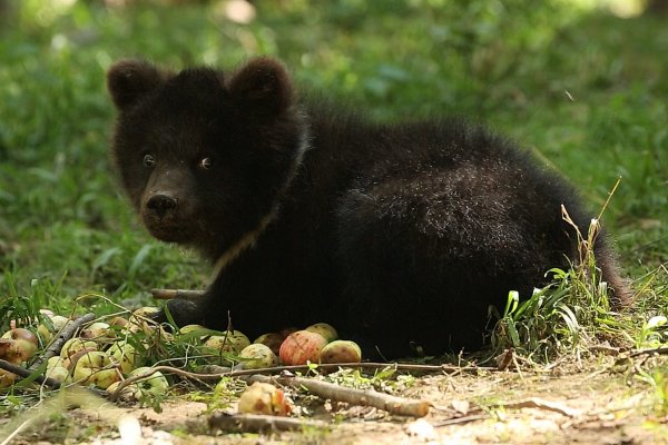 Как живет коми медвежонок Пужа в центре спасения в Твери