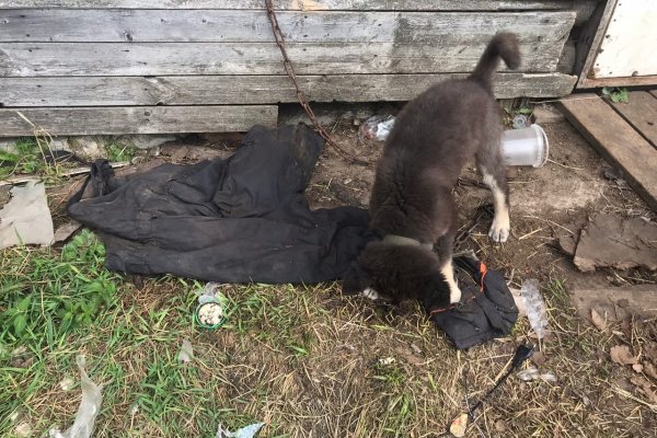 Волчицы пришли на ферму в Визинге натаскивать волчат 