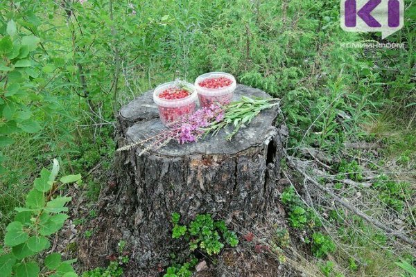 Житель Прилузья уснул в лесу и потерялся 