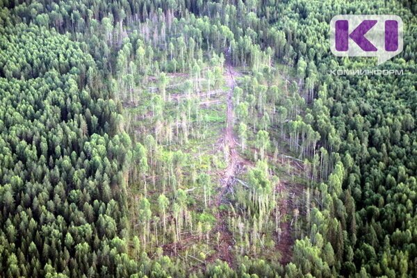 Печорские спасатели вывели из леса заблудившихся женщин с двухлетним ребенком