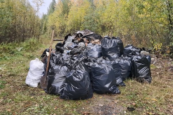 Активисты ОНФ в Коми ликвидировали свалку и высадили саженцы сосны в Корткеросском лесу 