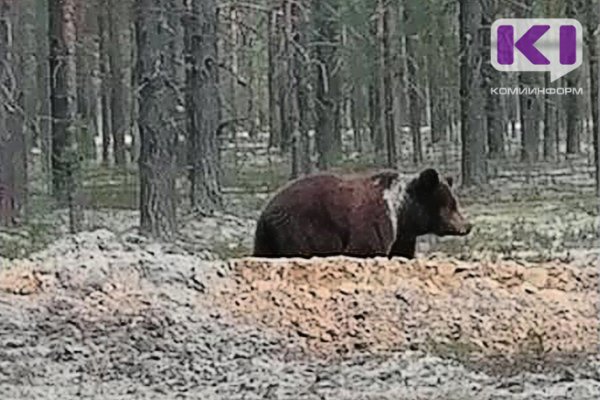 В Вуктыле и Ухте медведи вышли к людям 