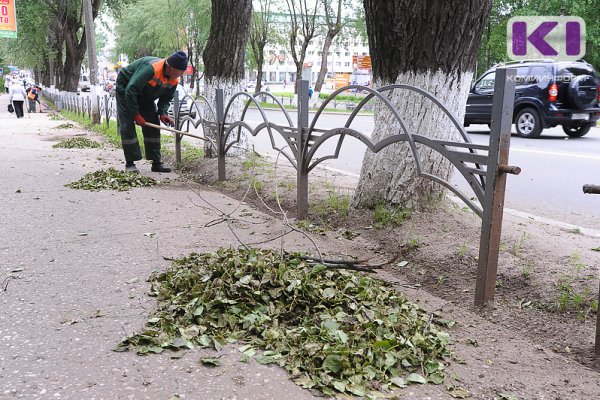 В Коми водитель врезался в спиленные деревья, но суд отказал ему в возмещении ущерба