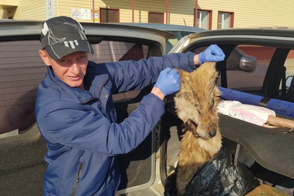 В Сыктывдинском районе добыли матерого волка 