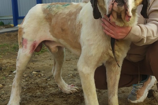 Хороший мальчик: в Коми ищут дом для сенбернара, который обгорел на пожаре