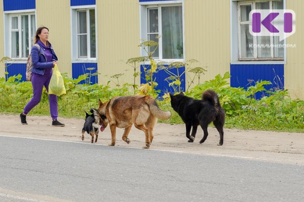 Полиция Воркуты зарегистрировала 36 фактов нападения собак на людей 