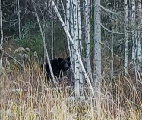 В Ёдву пришел косолапый 