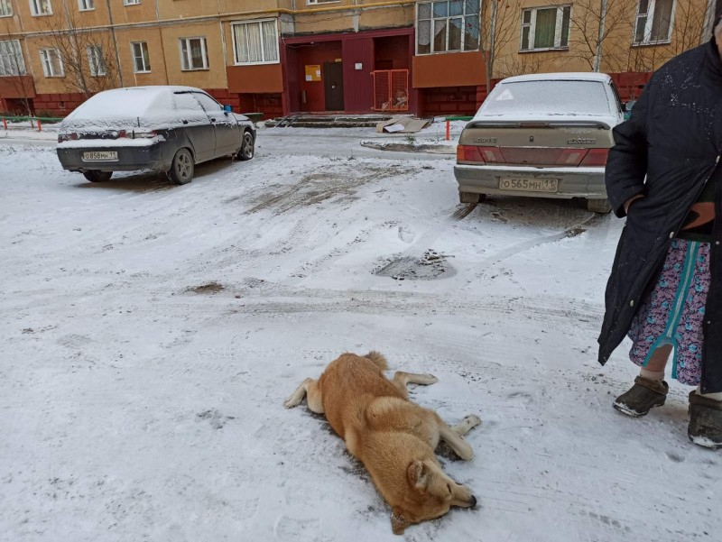 В Усинске появился догхантер с ружьем