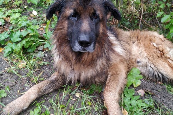 Псу, который выбрался из могилы в Коми, нашли новых хозяев