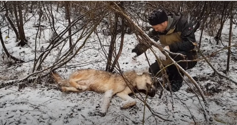 В Сыктывдине за дачами "Човские зори" добыли волка 