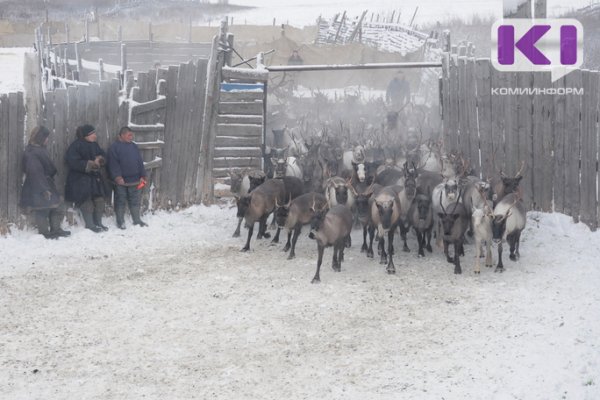 Ласковых оленей с кличками не будут отправлять на убой в Воркуте 