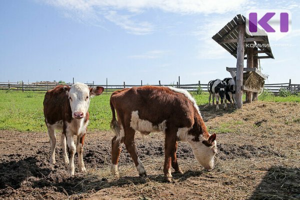 В Княжпогостском районе откроют первый убойный цех в деревне Онежье