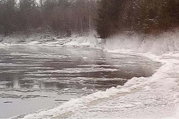 Единственный способ спасти лебедя в Койгородке — перевезти его на незамерзающую реку 