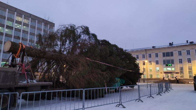 В Сыктывкар привезли главную елку
 
