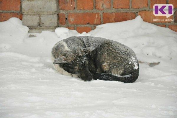 В Ухте свора бездомных собак отобрала сумку у ребенка