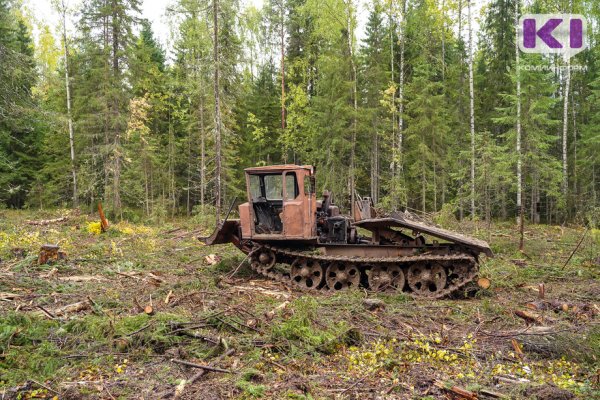 Незаконно добытую древесину разрешат уничтожать