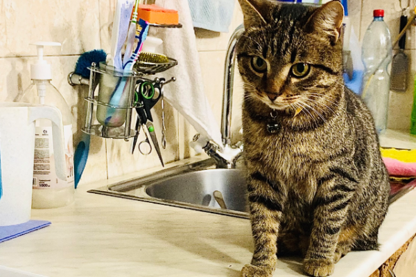 Сыктывкарские газовики спасли на пожаре кота