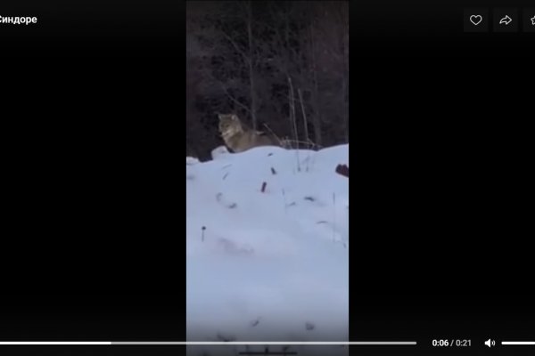 В Синдоре на камеру сняли красивого волка-разведчика 