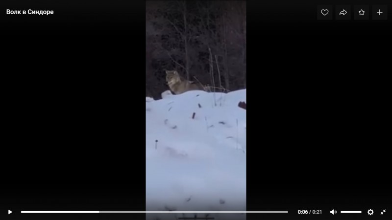 В Синдоре на камеру сняли красивого волка-разведчика 