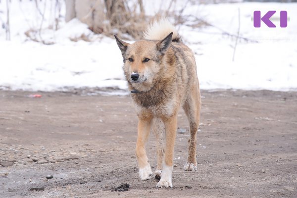 2,4 млн рублей потратит мэрия Сыктывкара на отлов бездомных собак в 2021 году 