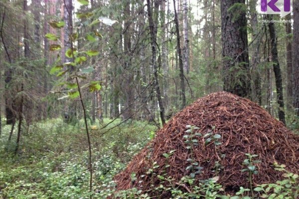 Расходы на охрану памятников природы можно будет возместить - Минприроды Коми

