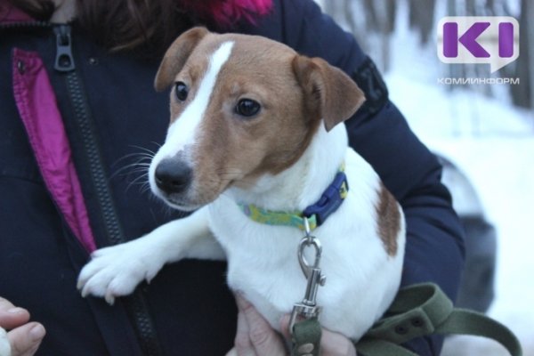 Наказание за жестокое обращение с животными внесут в КоАП РФ

