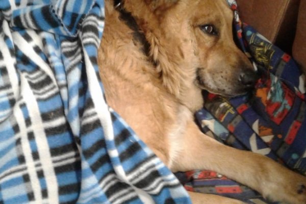 В Сыктывкаре бездомные собаки благодаря морозам обрели хозяев
