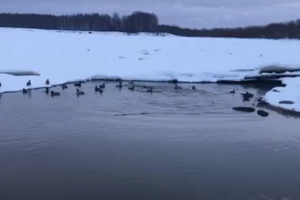 Полынью около Кировского парка в Сыктывкаре облюбовали 40 уток