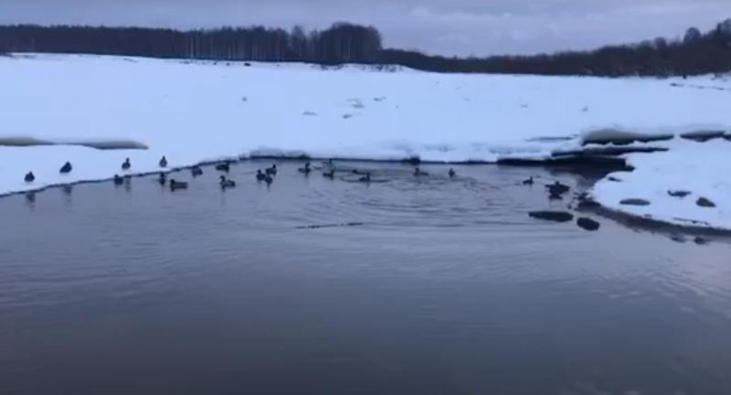 Полынью около Кировского парка в Сыктывкаре облюбовали 40 уток