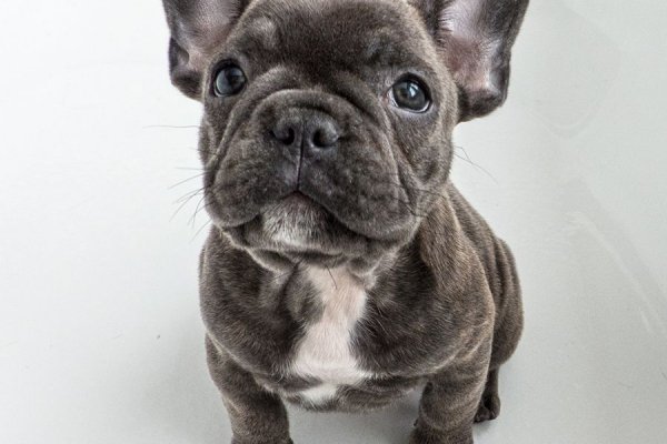 Сыктывкарка не дождалась французского бульдога из Перми