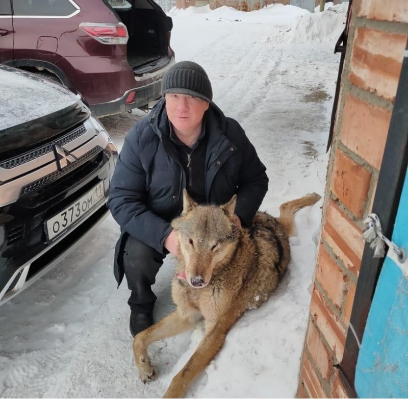 В Сосногорске  водитель авто сбил волка 